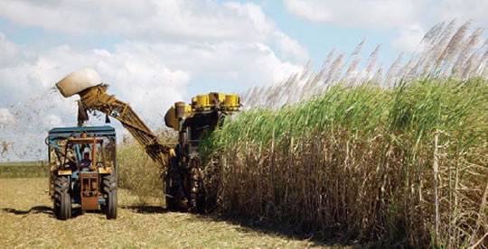 estates-cane-farm
